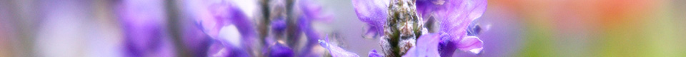 Lavender【ラベンダー】フローラル系